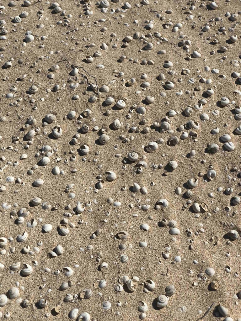Ganz viele Schneckenmuscheln am Playa Lambra
