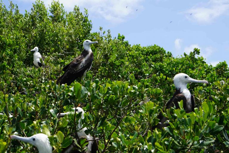 In den Mangroven sitzen sie dicht an dicht