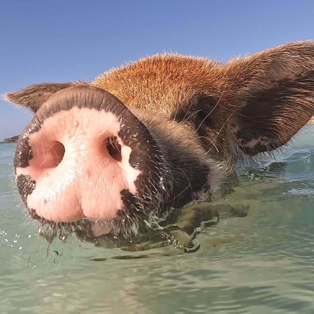 Bahamas – Das Klischee von türkisfarbenem Wasser und schwimmenden Schweinen